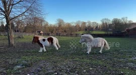 Two Shetland ponies frolicking around a field