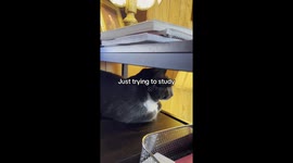 My cat is my study partner.