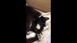 Meet Chuck. One of the most loving, chilled out and loyal kitties I've ever had. Enjoy the Cuteness Overload