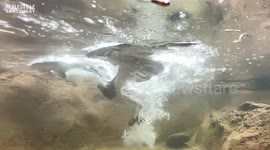 Impressive scenes as osprey swoops gracefully after stint in raptor rehab