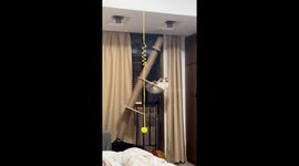 Unbothered cat relaxes on leaning scratching post in Fujian, China