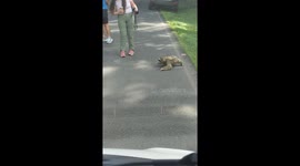 Wild sloth slowly crosses the road in La Fortuna, Costa Rica