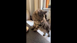 Cat knocks over saucer in Inner Mongolia, China