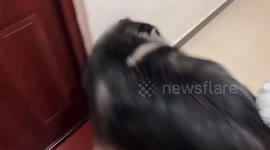 Toddler and Alaskan Malamute playfully chase each other in Henan, China