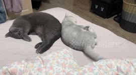 Cat appears to dream of chasing a rabbit in Tianjin, China