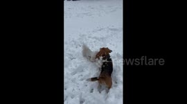 Serbia: Two Dogs Enjoy the Snow in Banja Koviljača