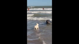 Curious dog and relaxed seal share beach moment in Monte Hermoso, Argentina