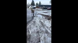 Close encounter with red deer stags on road in Scotland, UK