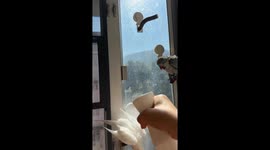 Adorable cockatiel enjoys playful shower dance in Hong Kong