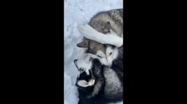 Malamute Mouth Sparring: A Glimpse into Playful Family Dynamics (Hilarious!)