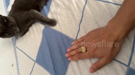 Kazakhstan: Cat tossea and catches a coin