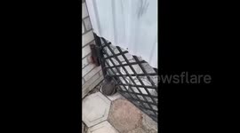 Ukraine: Man rescues a hedgehog that got stuck in a fence