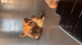 Philippines: Puppy Gives Cat A Massage