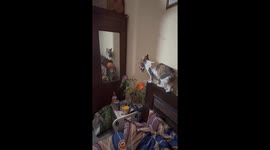 Mama Cat Makes a Big Jump With Her Kitten