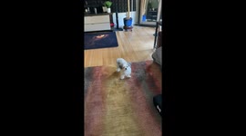 Dog Dances To Goodbye Song