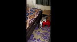 Cat Jumping With Her Kitten