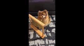 Pomeranian Plays Peaceful Chimes