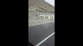 Rare Red Fox Spotted Near Pangong Tso, India