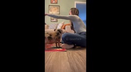 Mini Pig Loves to Give Kisses