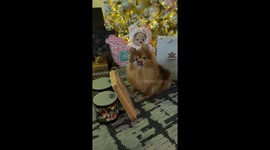 Pomeranian Plays Pretty Music