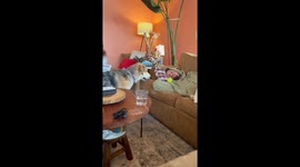 Dog Wants to Play With His New Toy