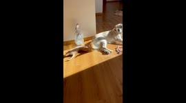 An adorable and curious kitten happily playing with a golden retriever’s fluffy tail