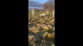 Dog's Head Quickly Removed From Tree Protection Tube