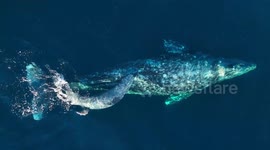US: Gray Whale Mother And Newborn Calf Spotted During Coastal Migration
