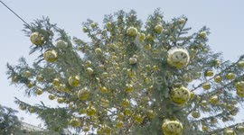 Austria: Vienna Elephants Receive 18-Meter Christmas Tree As Enrichment Gift