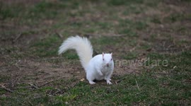 Rare albino squirrel draws attention at US National Mall