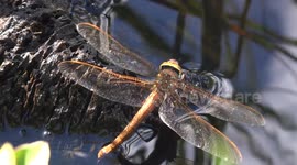 An amazing  rare peek at a dragonfly laying it's eggs in a pond.
