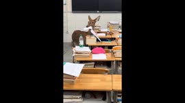 What ate your homework? Deer wanders into classroom and chews on exam papers in China