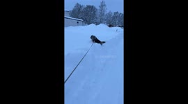 Dog joyfully dives into fresh snow in Mora, Sweden