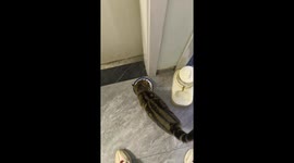 Playful cat feeding moment ends in funny pose in Jiangsu, China