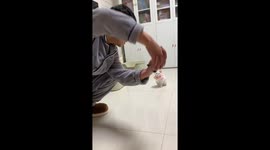 Charming cat shows impressive tricks and training in Hunan, China