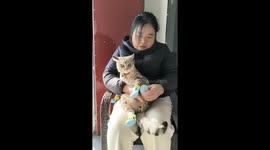 Cat struggles to walk with paw covers in Jiangsu, China