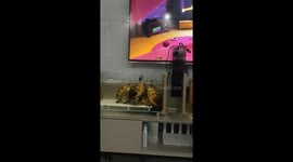 Red-eared slider turtles appear to watch TV in Jiangsu, China