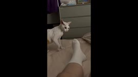 Kitten freezes after playful foot bite in Shandong, China