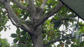 Monkey seen chilling in tree outside hotel in Bali