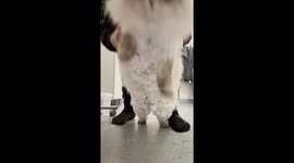 Siberian cat goes viral after owner uses kitchen whisk to remove snowballs