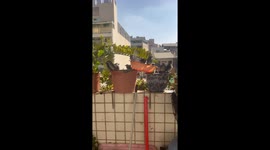 Birds enjoy communal bath in pots on balcony in Taiwan