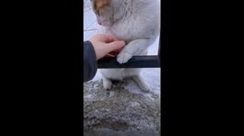 Kind passerby saves cat with paw stuck to frozen railing during heavy snowfall