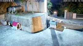 Heartwarming moment mother dog visits adopted puppies and lingers in doorway for one last look