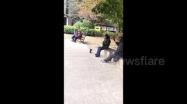 Magpie targets elderly man resting in park by aggressively pecking his head