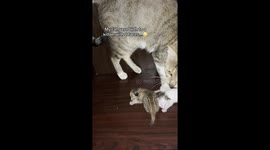 My cat gave birth and surprisingly one of the kittens have 2 faces and 1 body