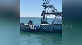Officers rescue shark tangled in crab trap