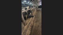 Sleeping cow jolted awake after barn prank in Groningen, Netherlands