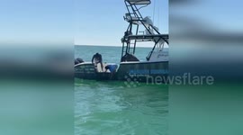 Shark tangled in crab trap buoy rescued in Florida