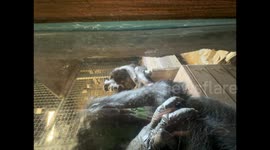 US: Monkey shakes its head