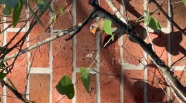 US: A Female Cardinal Bird Eats A Large Spider